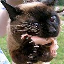 ���� �������, �����, 39 ��� - ��������� 2 ������ 2009 � ������ ��������� �����