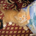 ���� �������, ������, 34 ���� - ��������� 1 ���� 2010 � ������ �����