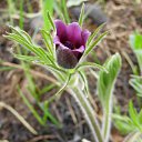  (. Pulsatilla)   -  &quot;&quot;, &quot;-&quot;      . ,  ,   ,     .     .   