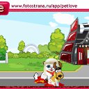  Arhangel, , 38  -  11  2010   PetLove