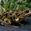 ���� �����, �����, 26 ��� - ��������� 14 ����� 2013 � ������ ���� ����������