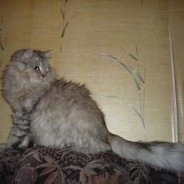 ����������, ������, 61 ���