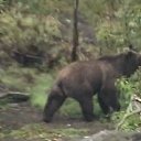 ���� ��������, ���������, 70 ��� - ��������� 15 ����� 2013 � ������ �� ������ � ��������� �����