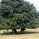 ���� Davit, �������, 63 ���� - ��������� 10 ������ 2011