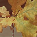 ���� ��������, �����-���������, 37 ��� - ��������� 9 ������� 2012 � ������ ������ ����� �����