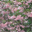 ������������ ��� �� ������� ������ �� �������