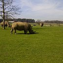 ���� ��op�, ����, 44 ���� - ��������� 25 ��� 2013 � ������ �Woburn Safari Park(Uk)�