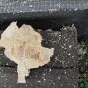 ���� �����, ������������, 38 ��� - ��������� 15 ������ 2011 � ������ ���� ����������