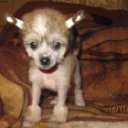 ���� �����, ������, 59 ��� - ��������� 2 ������� 2011 � ������ �PetLove�