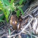  D.s., , 38  -  28  2011    2010, 