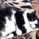 ���� ������, ��������������, 49 ��� - ��������� 20 ����� 2011 � ������ ���� ��������