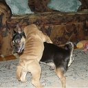 ���� ����, �������, 44 ���� - ��������� 21 ������ 2011 � ������ ���� ��������