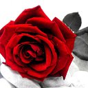 ���� ������, ��������, 39 ��� - ��������� 2 ������ 2012 � ������ �PetLove�