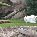  ,  -  14  2011   LORO PARK the best zoo