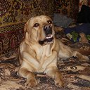 ���� ���, ������ - ��������� 4 ������� 2011 � ������ �������