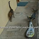 ���� �������, �����, 39 ��� - ��������� 2 ������ 2009 � ������ ��������� �����