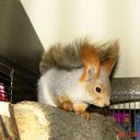 ���� Rulleron, ������, 45 ��� - ��������� 12 ���� 2012