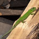 ���� ������-����������.))))))), ������ - ��������� 11 ���� 2013 � ������ �������