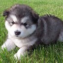 ���� ���, �����, 32 ���� - ��������� 23 ������ 2011 � ������ �������