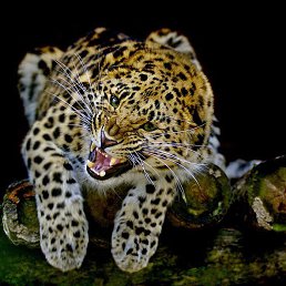 ���� Pasha, ���������, 51 ��� - ��������� 8 ���� 2013