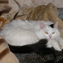 ���� ���������, ����-�������, 51 ��� - ��������� 11 ������� 2009 � ������ �������