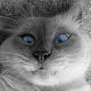 ���� ������, �����������, 52 ���� - ��������� 6 ������� 2011 � ������ ���� ����������