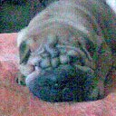 ���� ����, �������, 44 ���� - ��������� 21 ������ 2011 � ������ ���� ��������