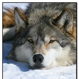 ����, �����, 40 ���