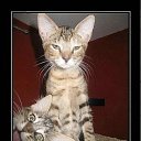 ���� &dagger;���� Wolfa ������&dagger;, ������ ��������, 27 ��� - ��������� 16 ��� 2011 � ������ ��������������