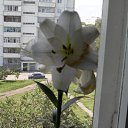���� �������, ���������, 41 ��� - ��������� 30 ������� 2009 � ������ �������