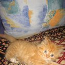 ���� �������, ������, 34 ���� - ��������� 1 ���� 2010 � ������ �����