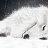 ���� The White Wolf__, ������, 35 ��� - ��������� 16 ������ 2012