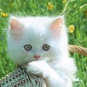 ���� �����, �����, 49 ��� - ��������� 5 ����� 2010 � ������ �������