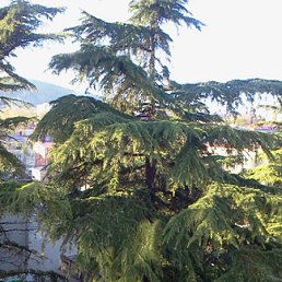 ���� Alex, �����, 56 ��� - ��������� 30 ������ 2012