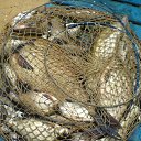 ���� ���������, ��������, 70 ��� - ��������� 14 ��� 2012 � ������ �������