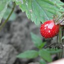  Lakostia, , 45  -  2  2011   (( !!    !! ))