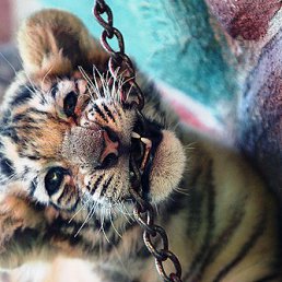 ���� ��������, ������, 22 ���� - ��������� 17 ����� 2013