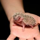 ���� Red, ������� - ��������� 16 ������ 2011 � ������ ���������������� :)�