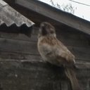 ���� �����, ��������, 59 ��� - ��������� 17 ������� 2012 � ������ ��������