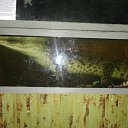 ���� �����, ���������, 50 ��� - ��������� 26 ������� 2012 � ������ �� ���� ���� ����