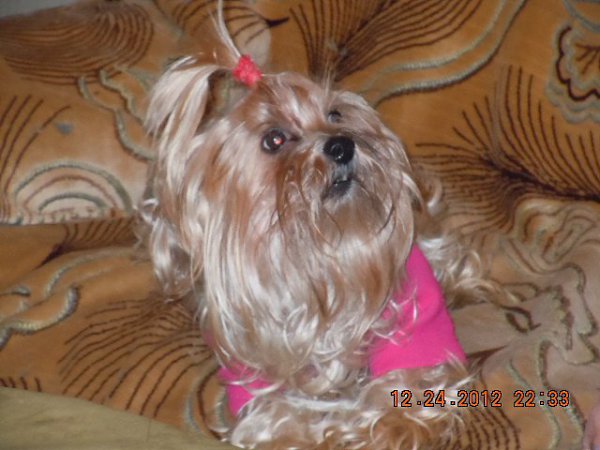 : My Dog Joy - Moshka Petrosyan, 23 , 