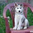  Angel, , 39  -  16  2010   