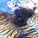 ���� �������, ������ - ��������� 9 ������� 2010