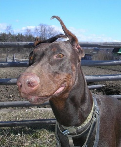 ���� �����, ������, 46 ��� - ��������� 26 ���� 2012