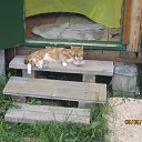 ��� ������� ��� �� ������� ���� ����������