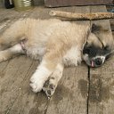  Vytautas, , 66  -  21  2011   foto