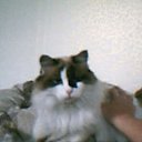 ���� �� ������� ���� ����Ȼ