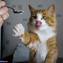 ���� ������ ~������~, ��������, 37 ��� - ��������� 27 �������� 2010 � ������ �PetLove�