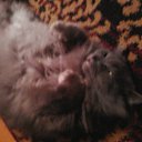 ���� ���, �����������, 46 ��� - ��������� 19 ������� 2009 � ������ �������