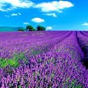  , .
Lavender fields of France.    